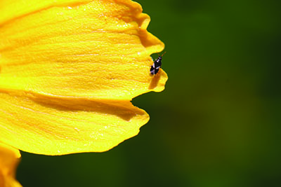 Fig. 14: Photograph of a minute pirate bug on a flower.